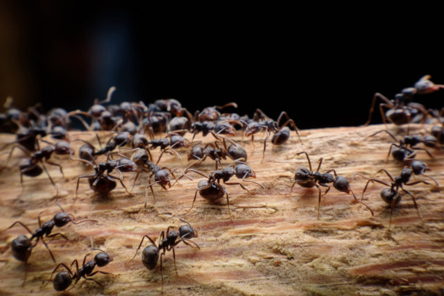 a group of carpenter ants destroying wood